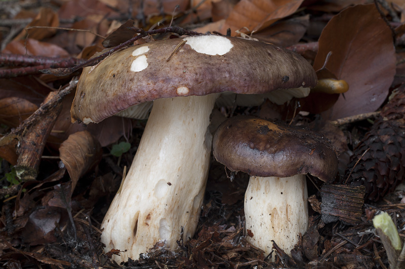 Russula viscida